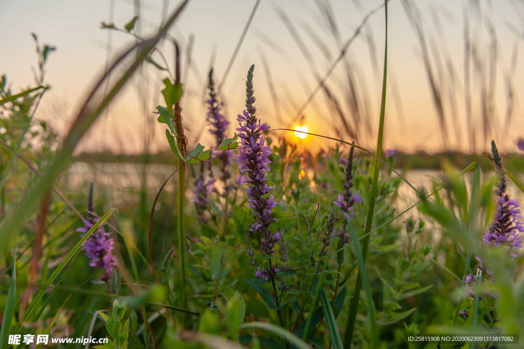 薰衣草田园图片