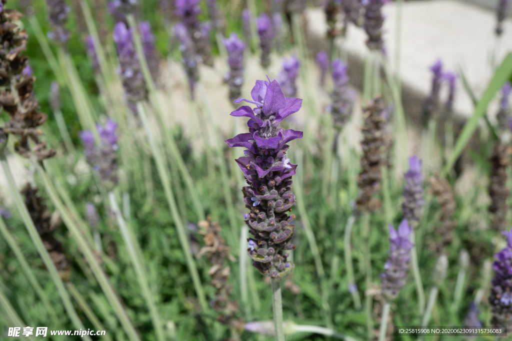 薰衣草田园图片