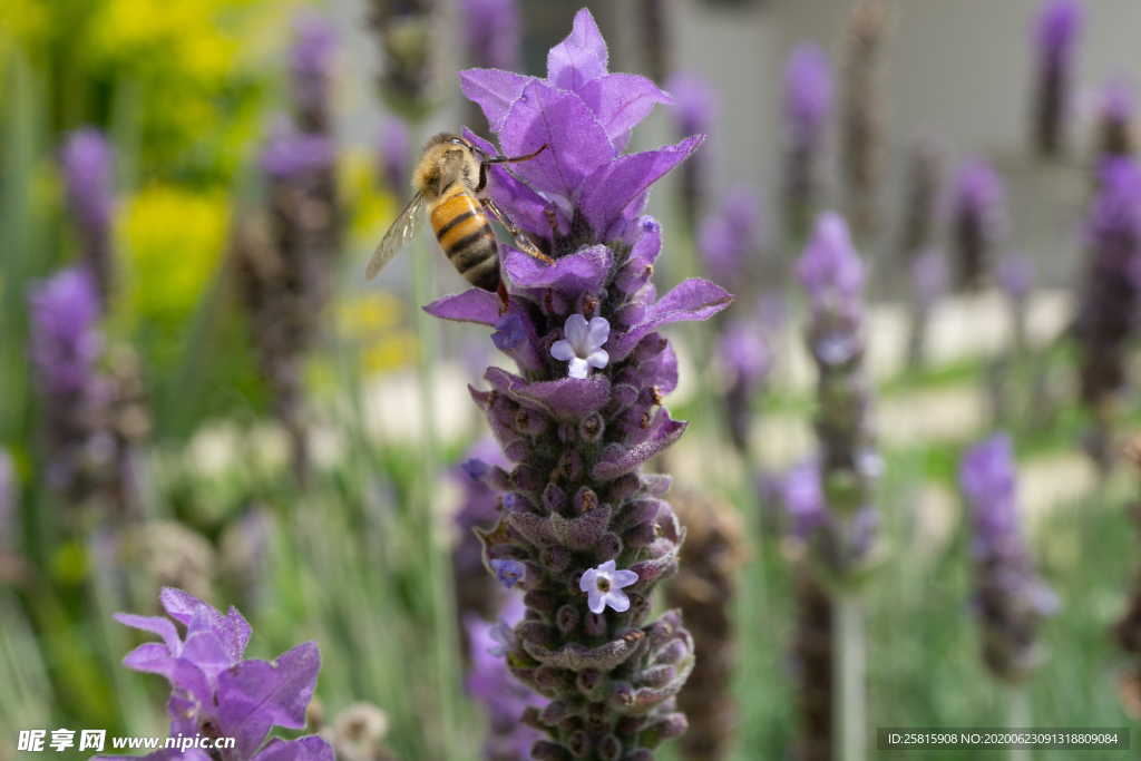 薰衣草田园图片