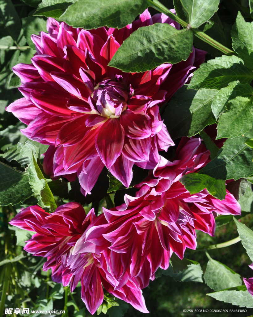 大丽花美丽图片