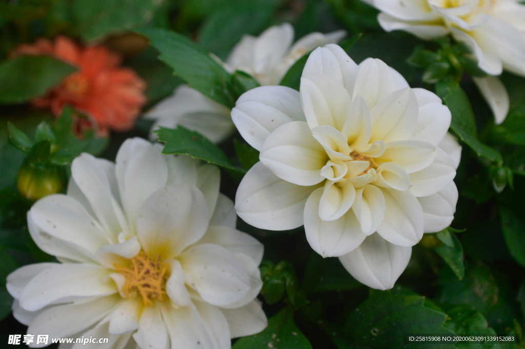 大丽花美丽图片