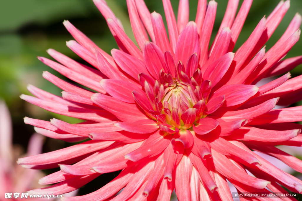 大丽花美丽图片