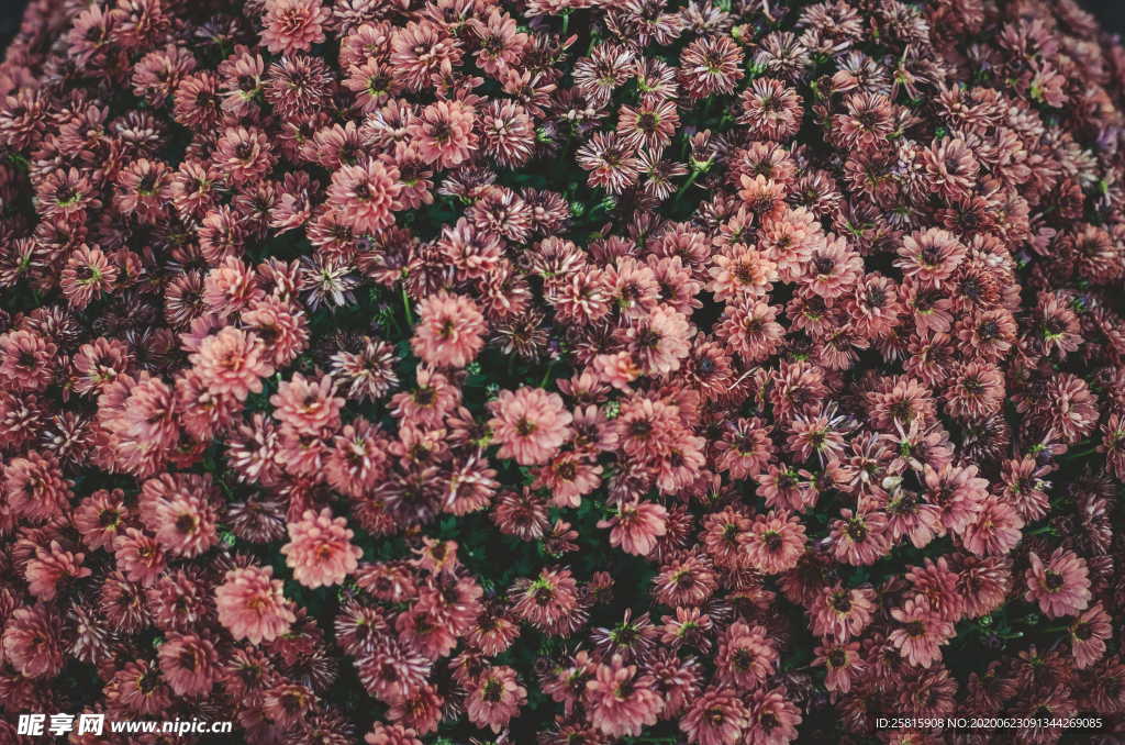 大丽花美丽图片