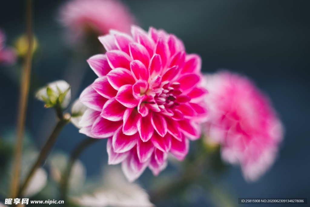 大丽花美丽图片