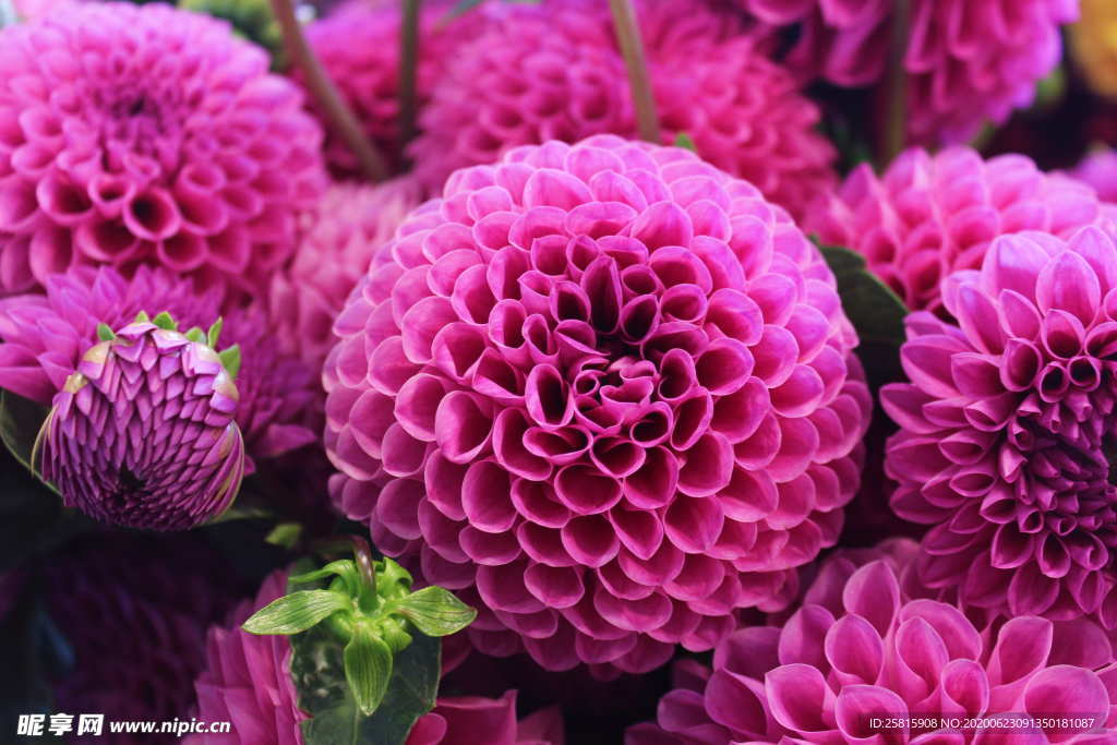 大丽花美丽图片