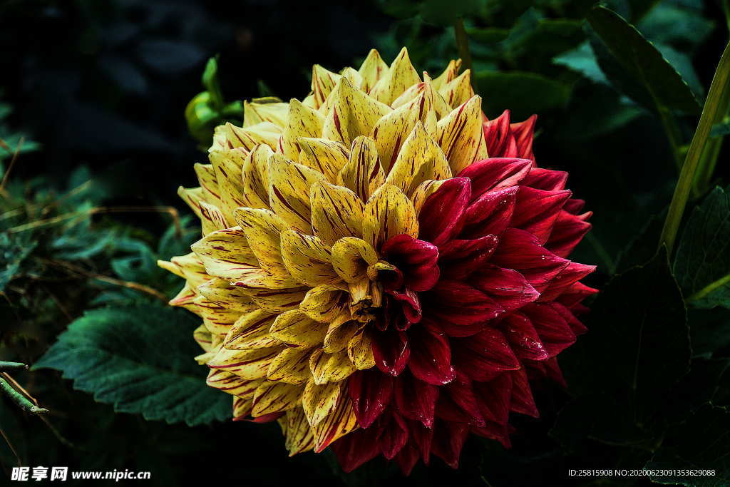 大丽花美丽图片