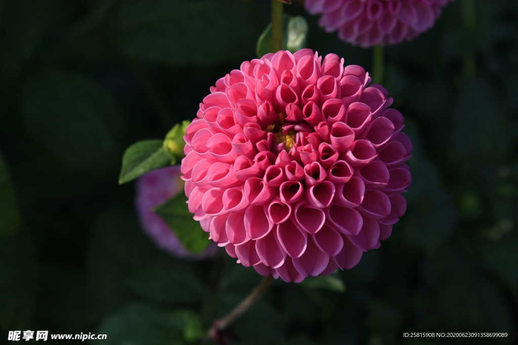 大丽花美丽图片