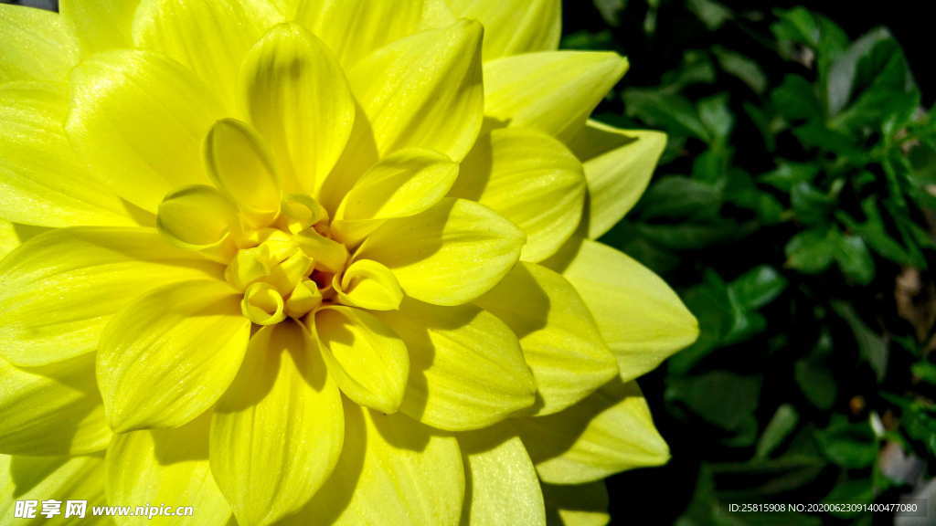 大丽花美丽图片