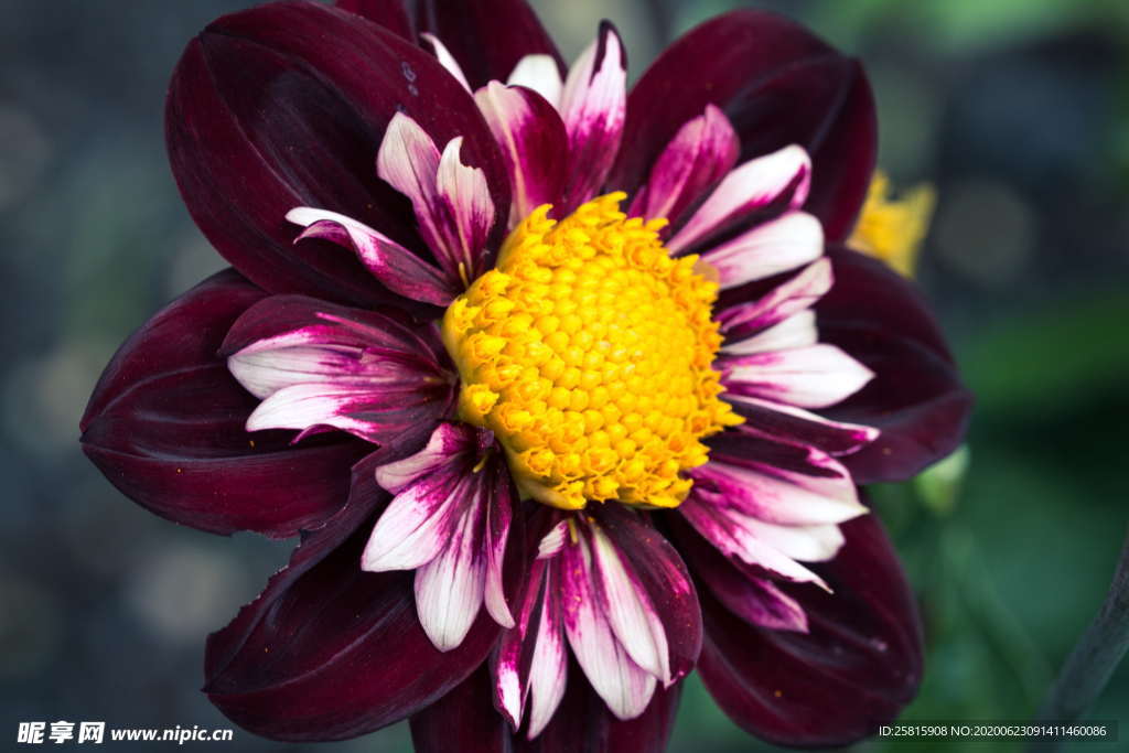 大丽花美丽图片