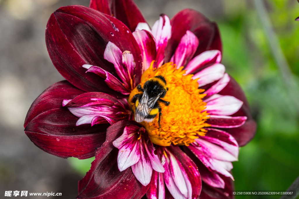 大丽花美丽图片