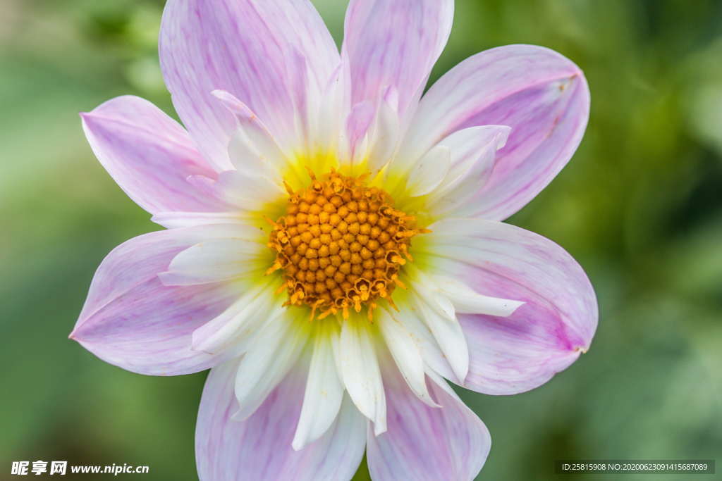 大丽花美丽图片