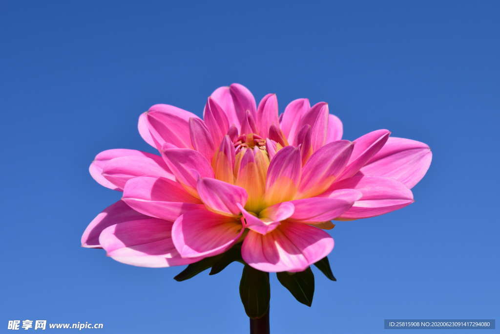 大丽花美丽图片