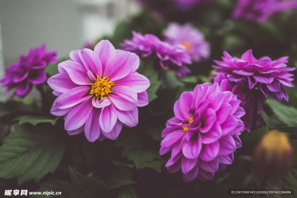 大丽花美丽图片