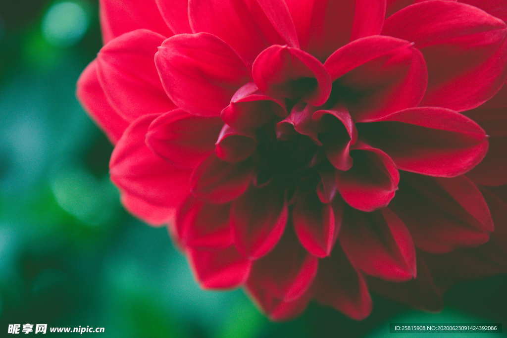 大丽花美丽图片