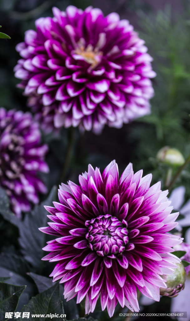 大丽花美丽图片