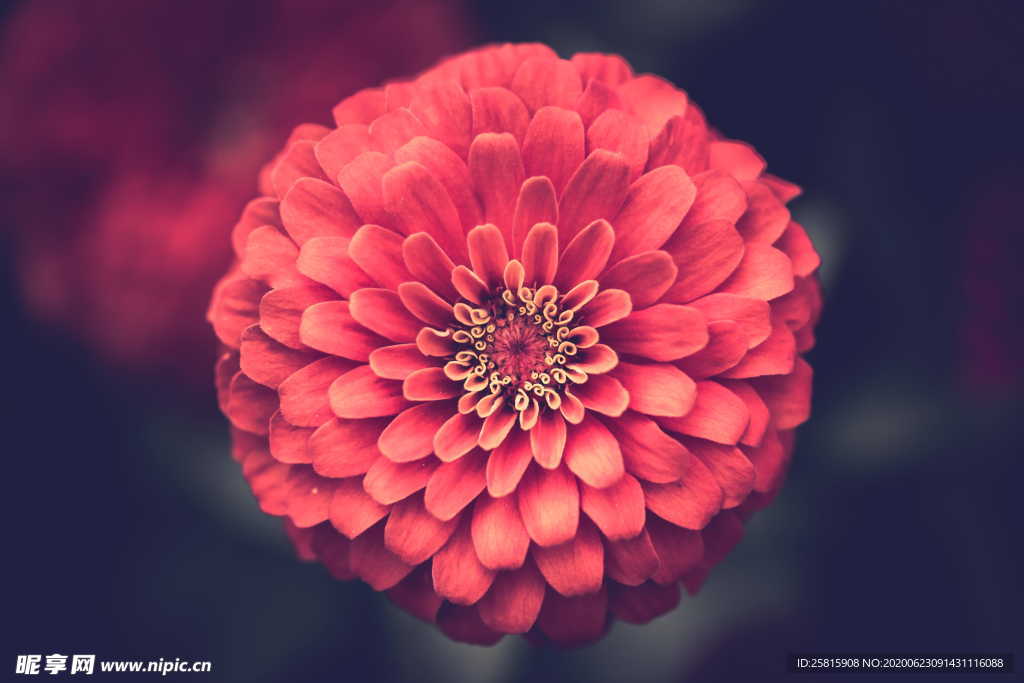 大丽花美丽图片