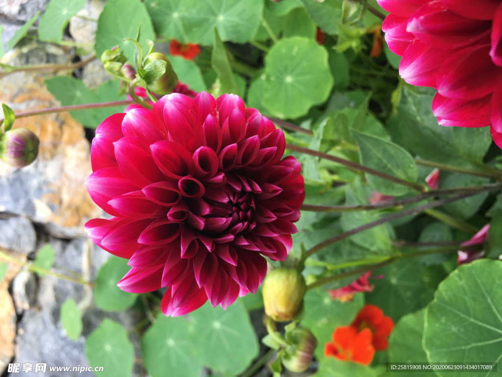 大丽花美丽图片