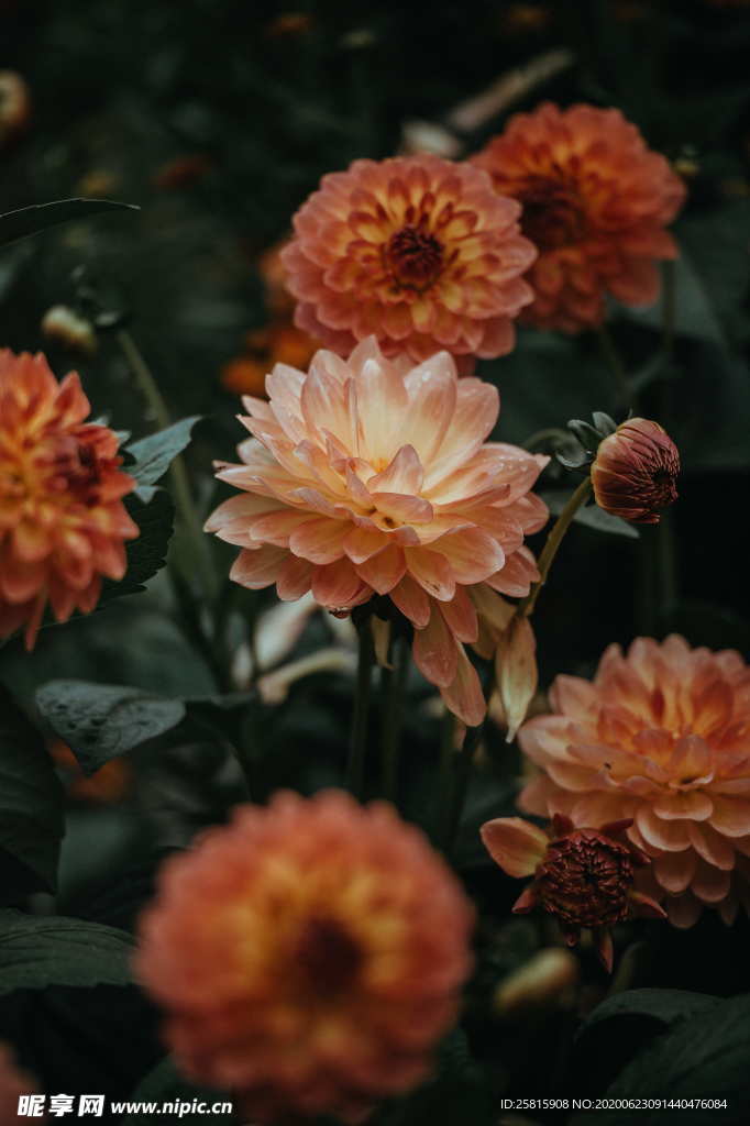 大丽花美丽图片