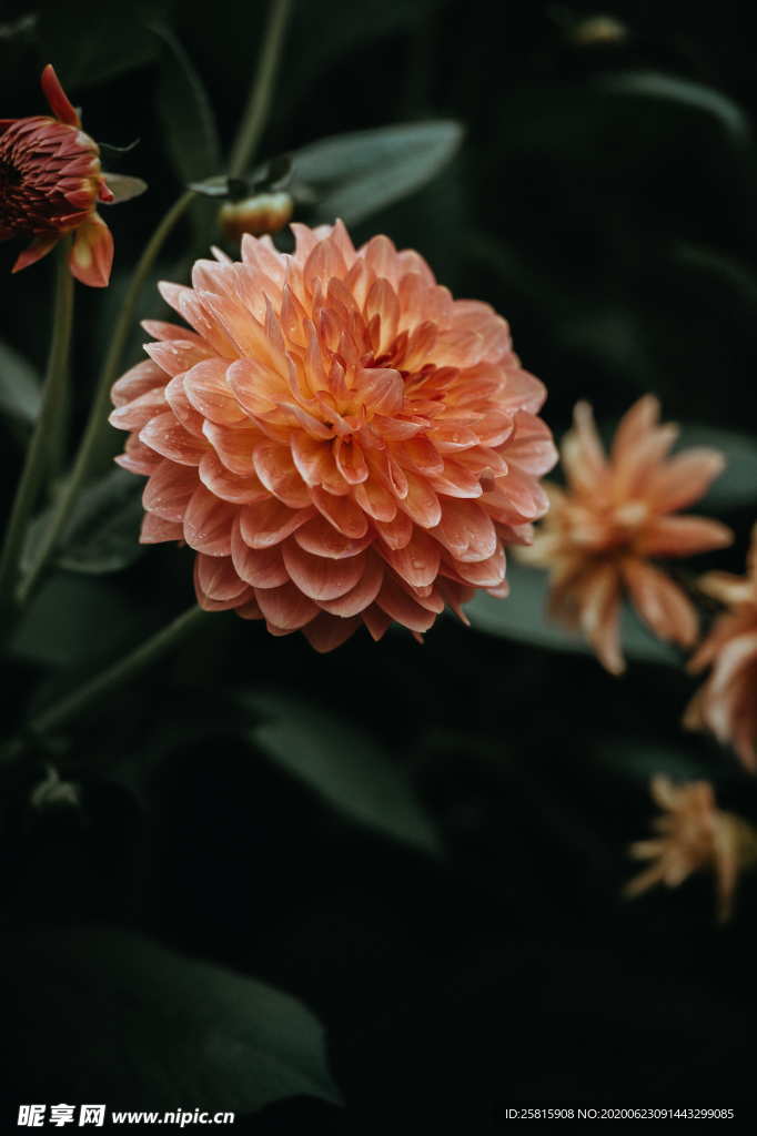 大丽花美丽图片