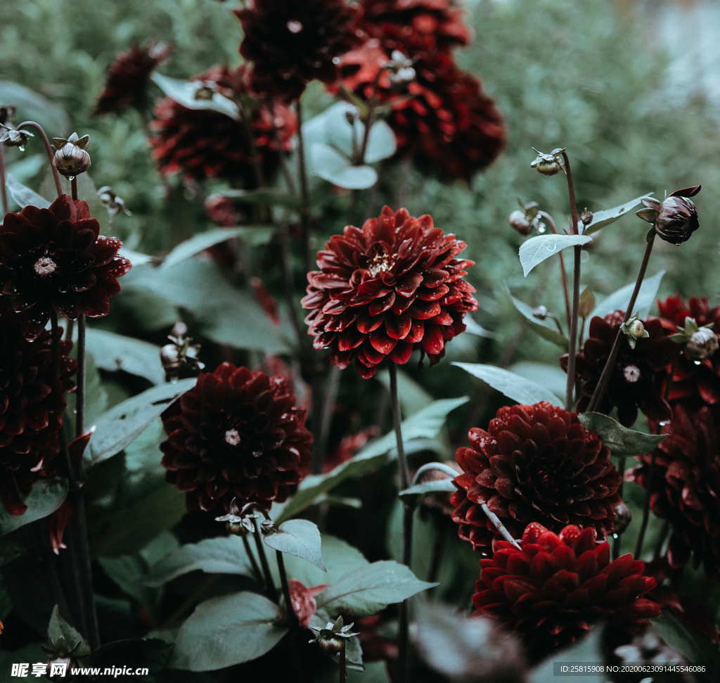 大丽花美丽图片