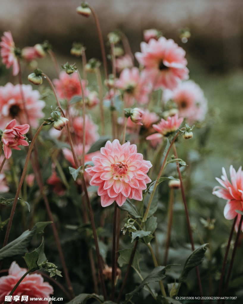 大丽花美丽图片