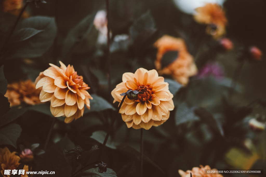 大丽花美丽图片