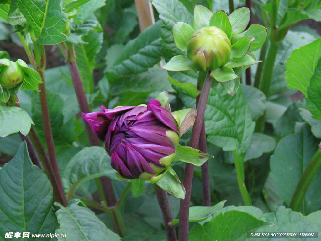 大丽花美丽图片