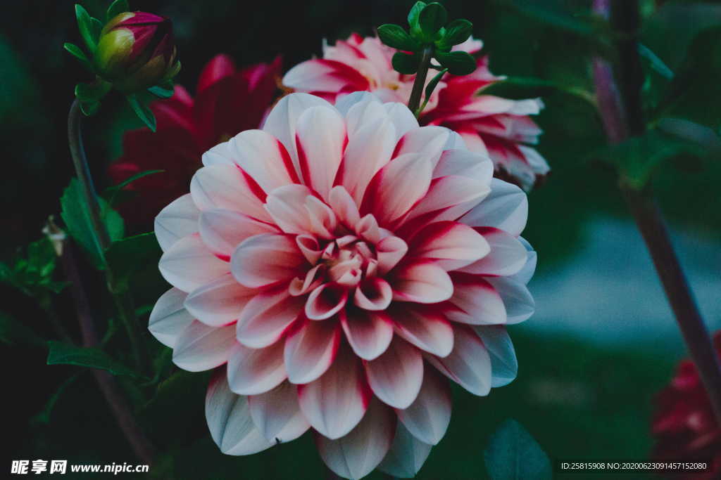 大丽花美丽图片