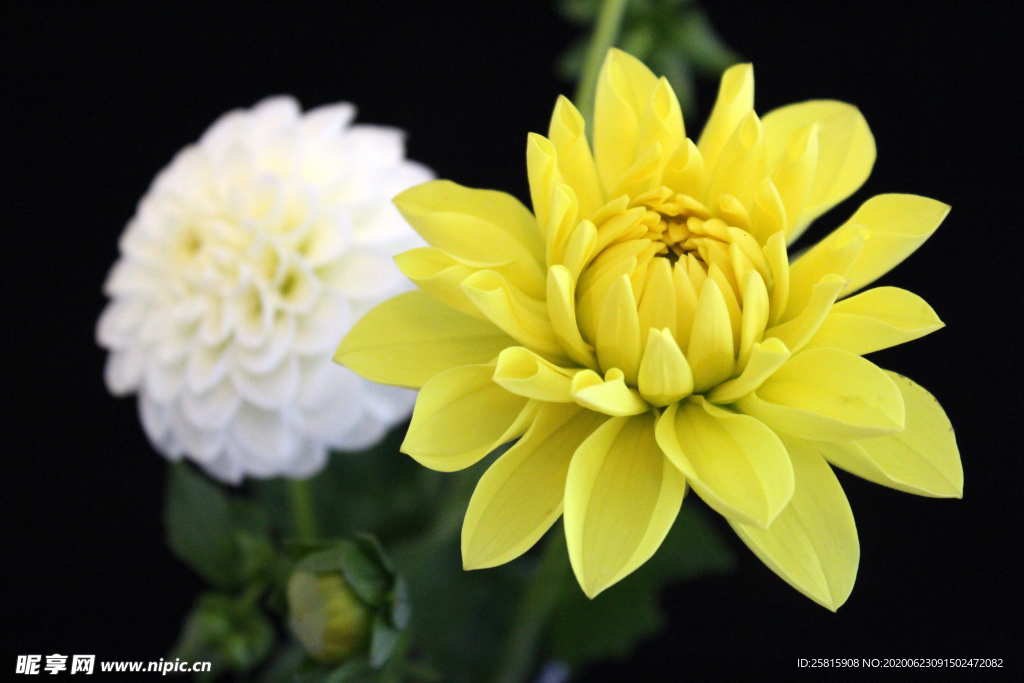 大丽花美丽图片