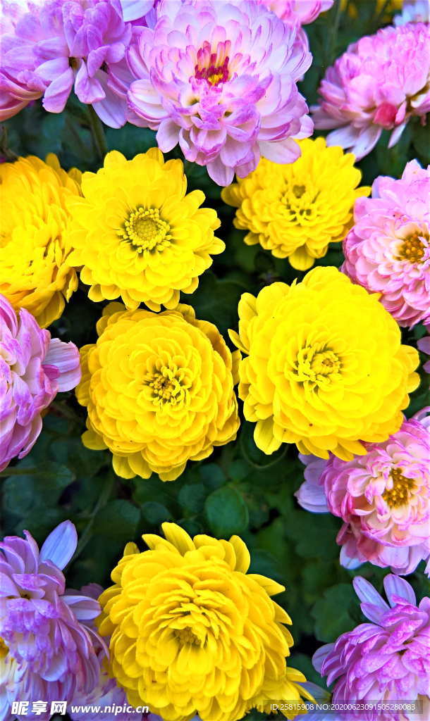 大丽花美丽图片