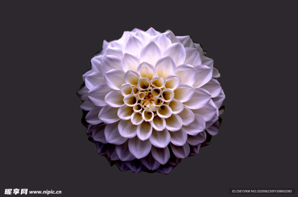 大丽花美丽图片