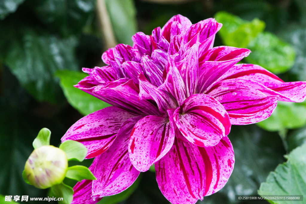 大丽花美丽图片