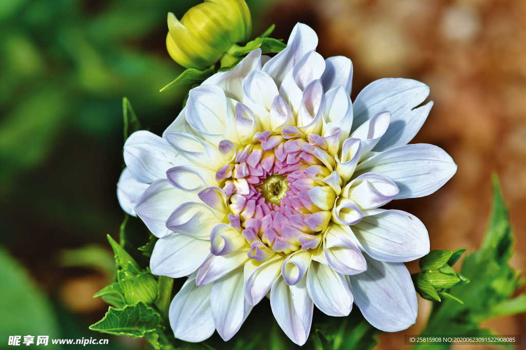 大丽花美丽图片