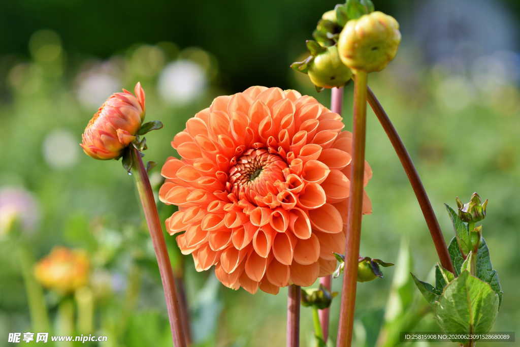 大丽花美丽图片