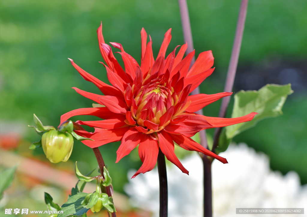 大丽花美丽图片