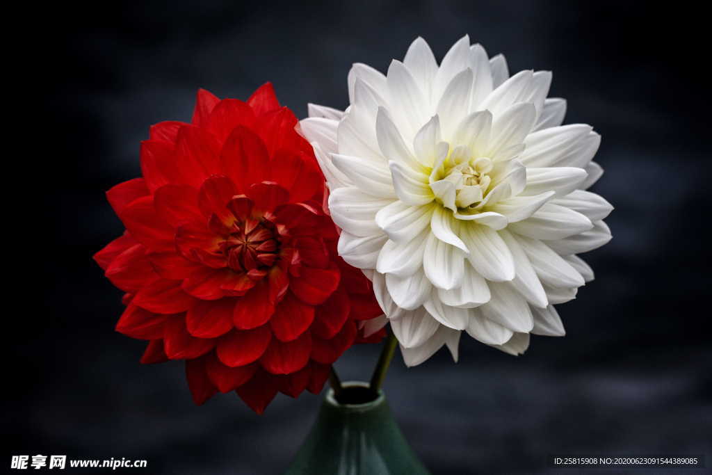 大丽花美丽图片