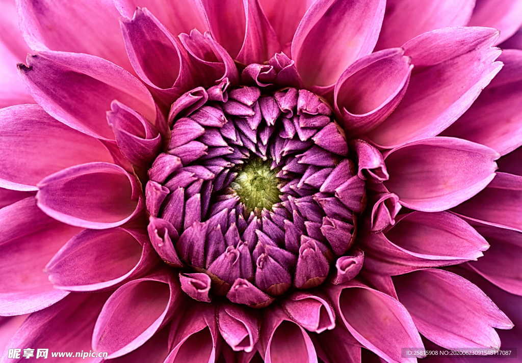 大丽花美丽图片