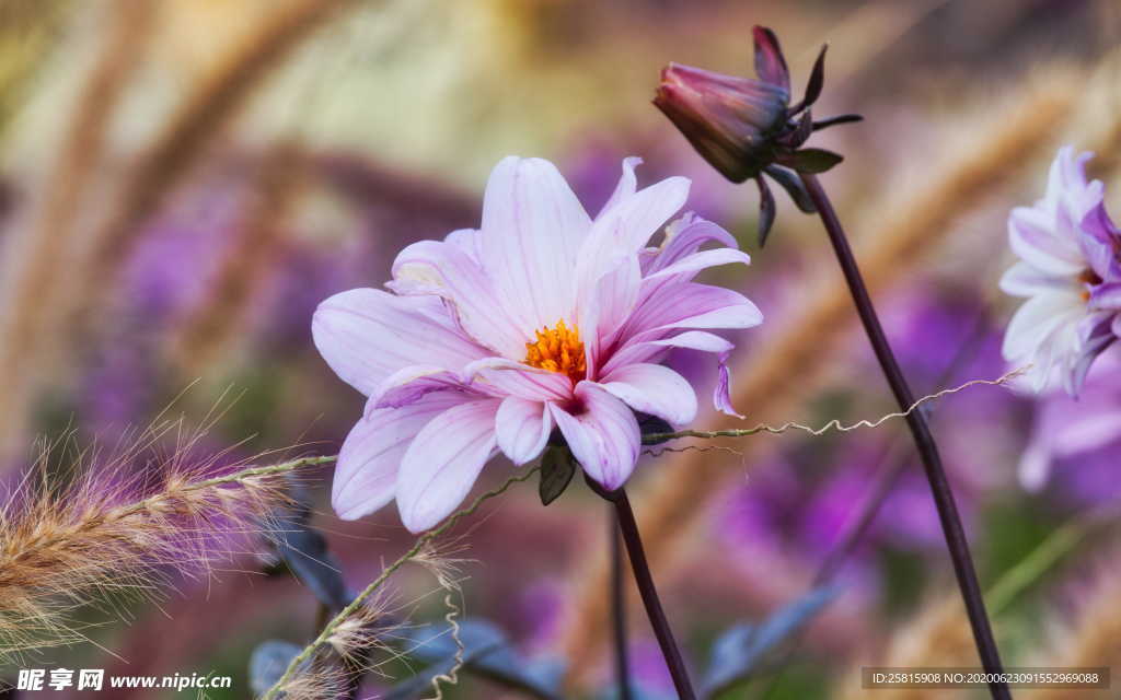 大丽花美丽图片