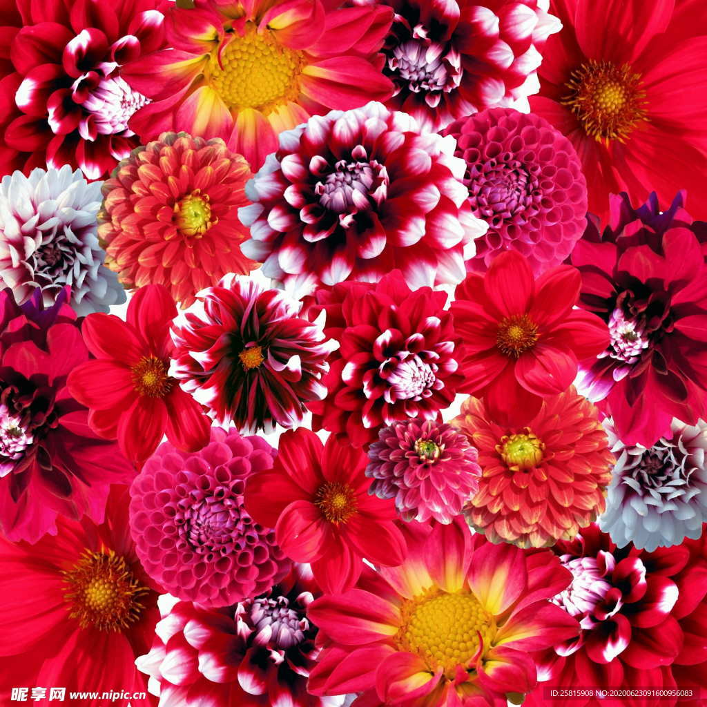 大丽花美丽图片