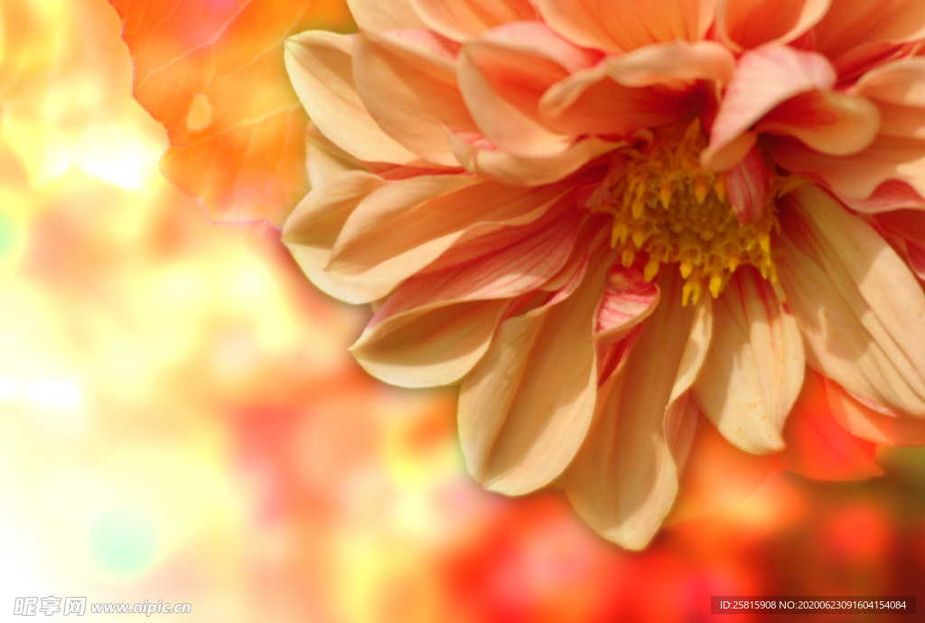 大丽花美丽图片