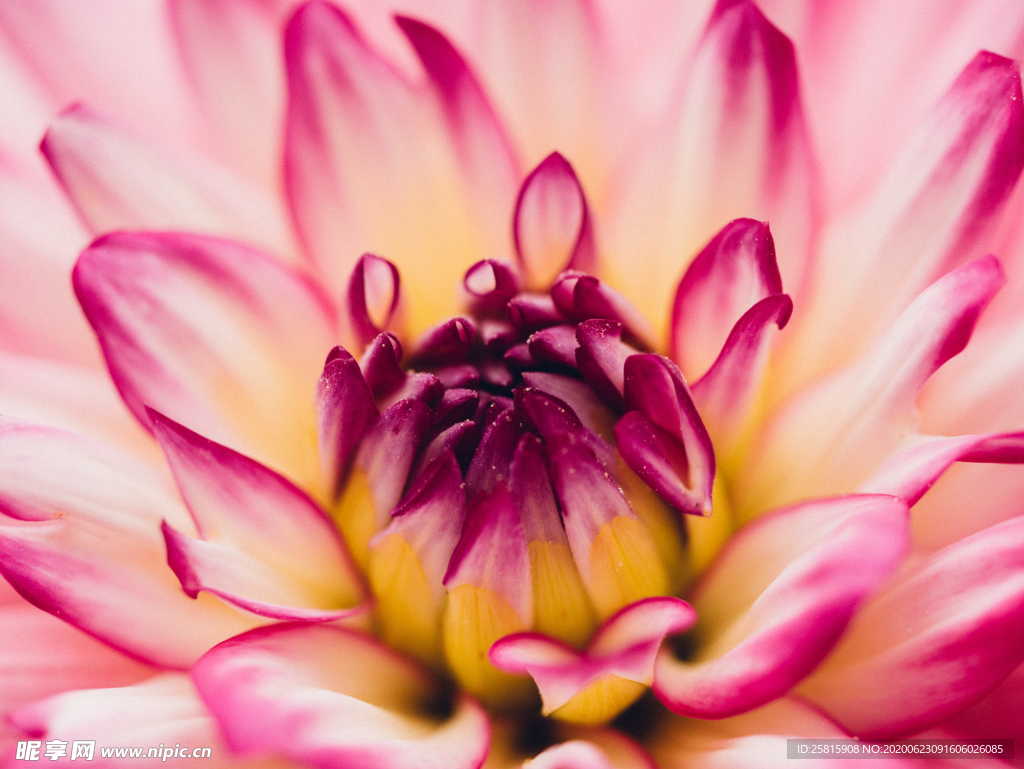 大丽花美丽图片