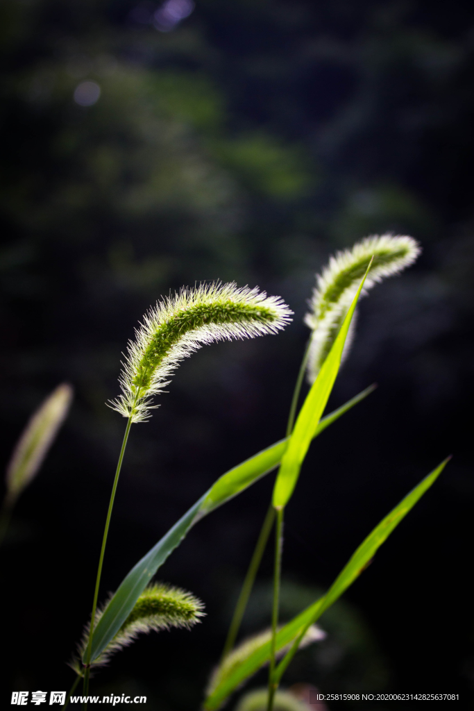 狗尾巴草稗子草图片