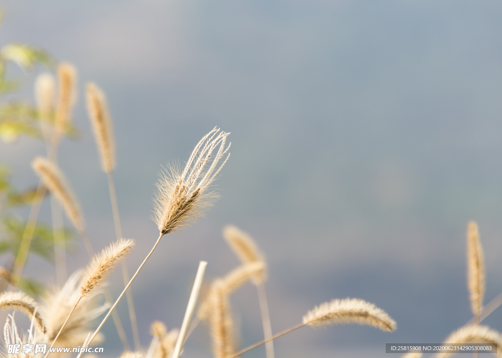 狗尾巴草稗子草图片