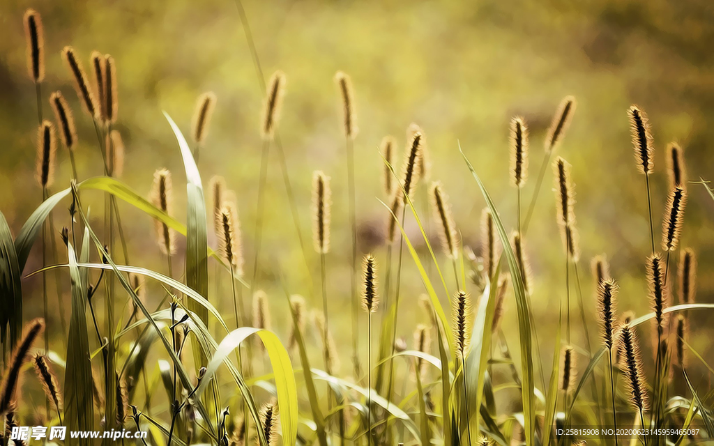 狗尾巴草稗子草图片