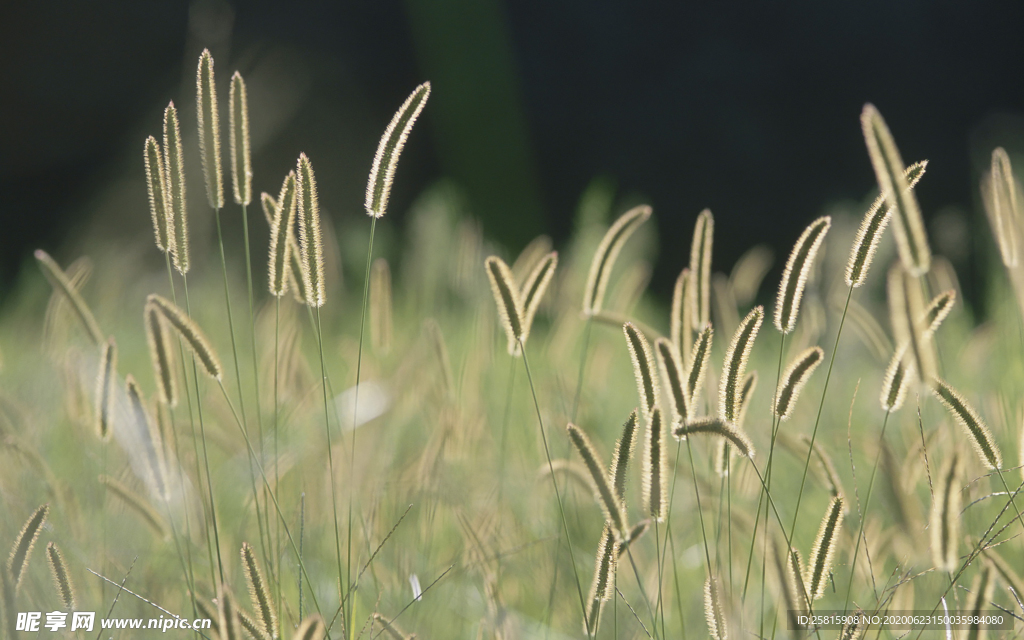 狗尾巴草稗子草图片