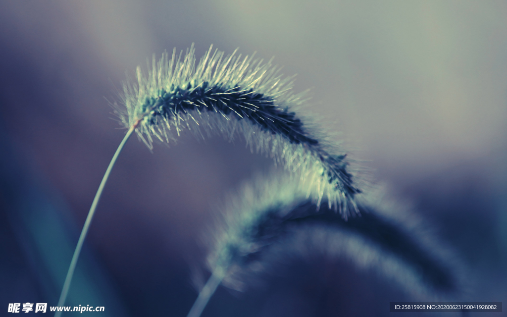 狗尾巴草稗子草图片