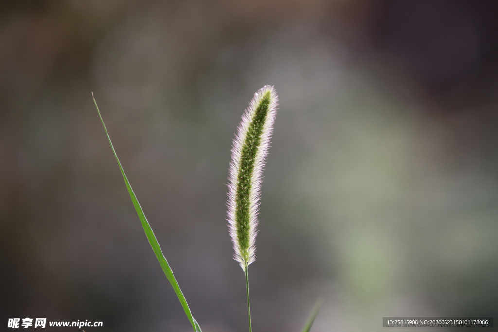 狗尾巴草稗子草图片