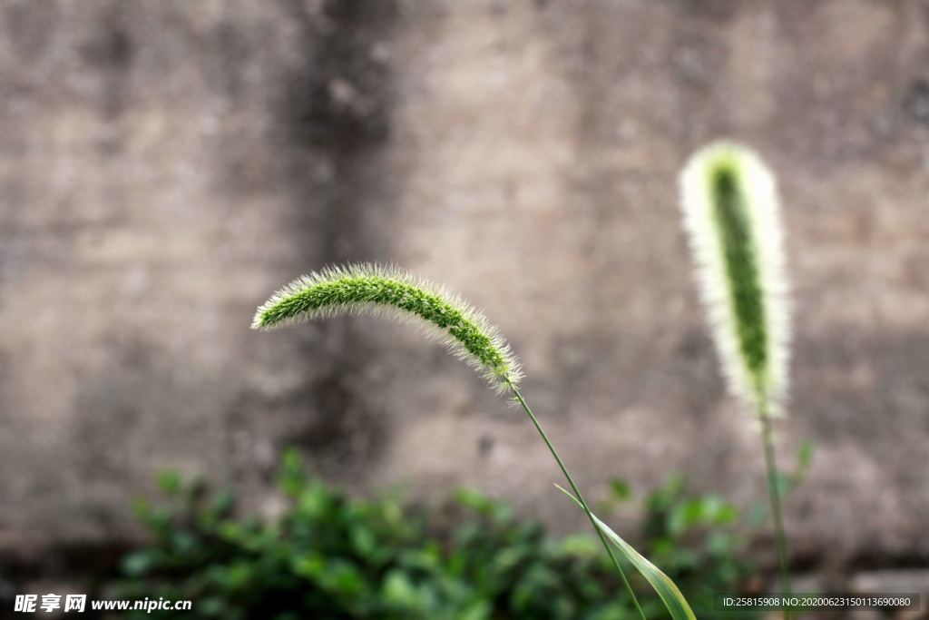 狗尾巴草稗子草图片