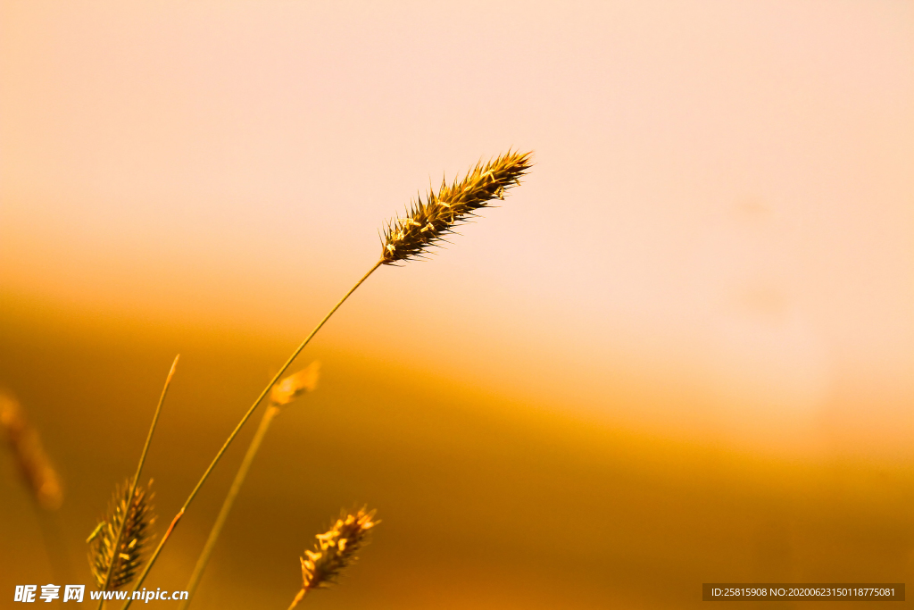 狗尾巴草稗子草图片
