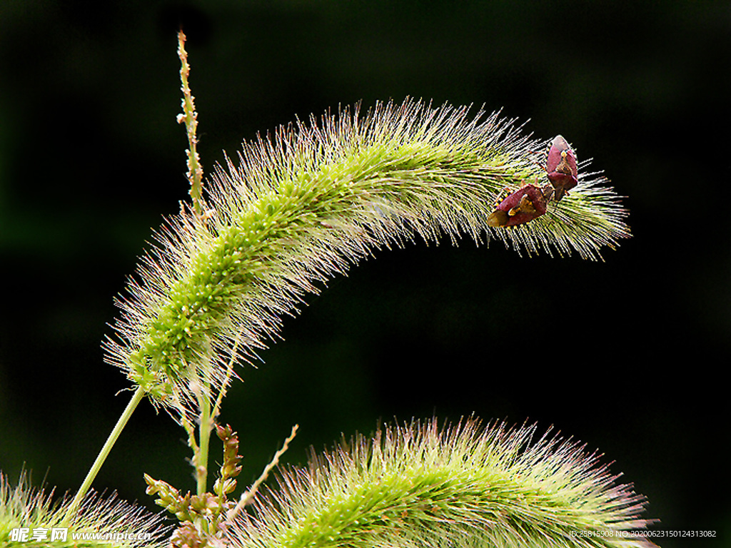 狗尾巴草稗子草图片